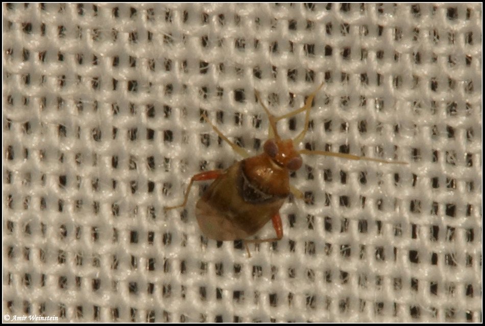 Heteroptera d''Israele